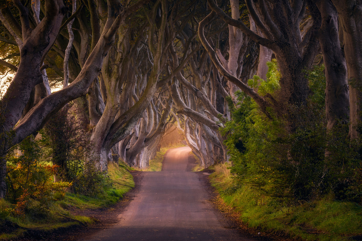 aluminium-print-the-glowing-hedges