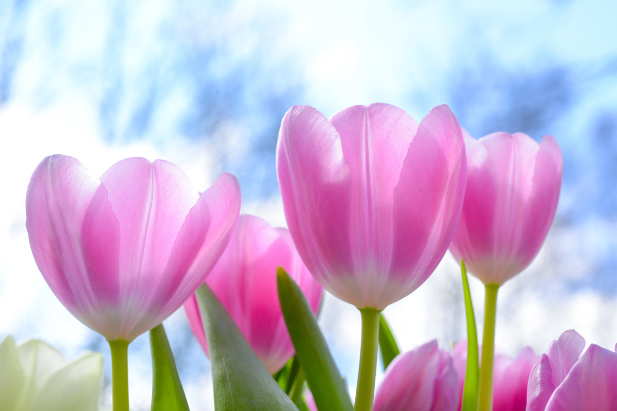 modern-3-piece-acrylic-print-tulips-in-nature