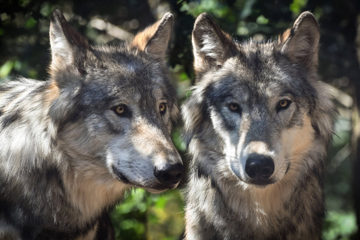 3-piece-aluminium-print-2-wolves