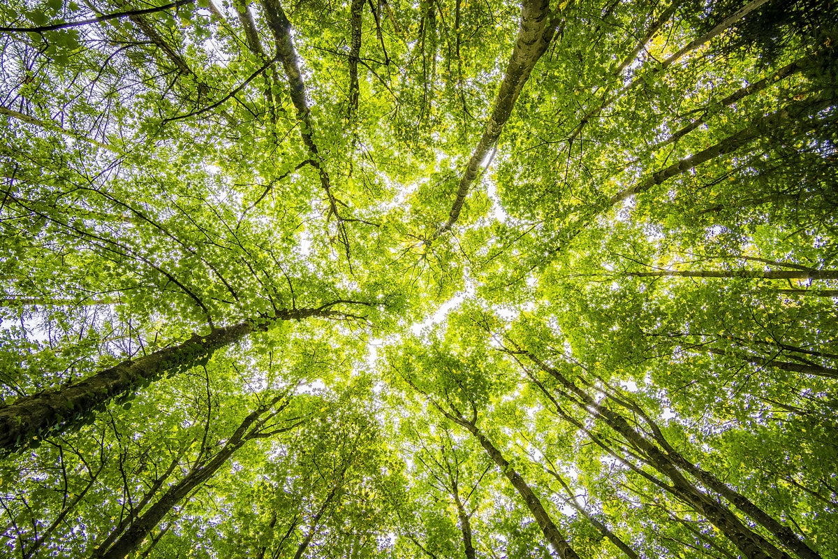 acrylic-print-under-the-treetops