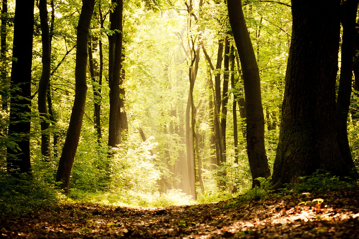 framedposter-print-sunrise-in-the-forest