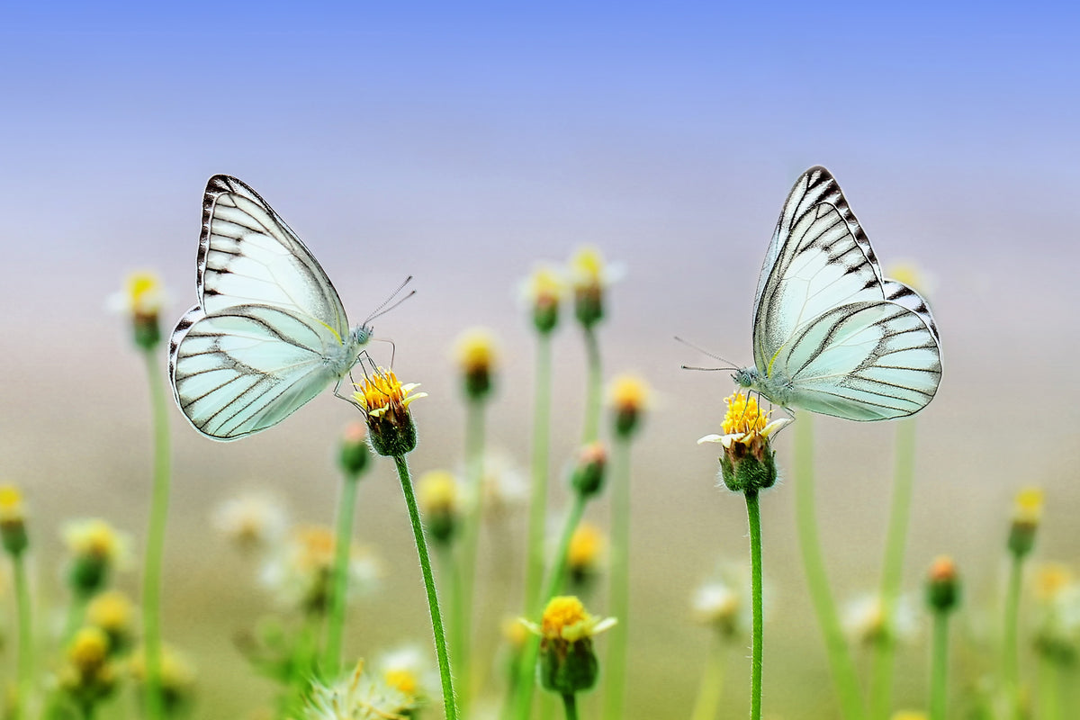 framedposter-print-2-butterflies