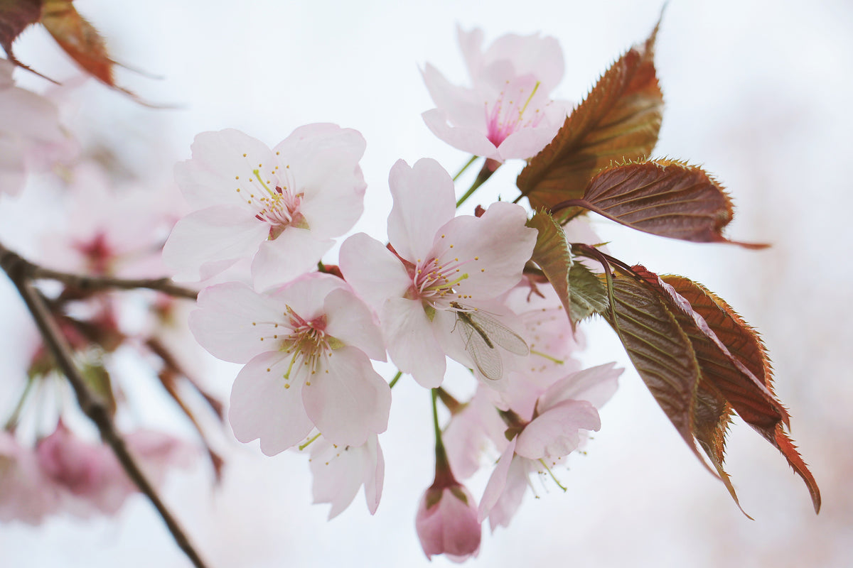 canvas-print-lovely-japanese-cherry