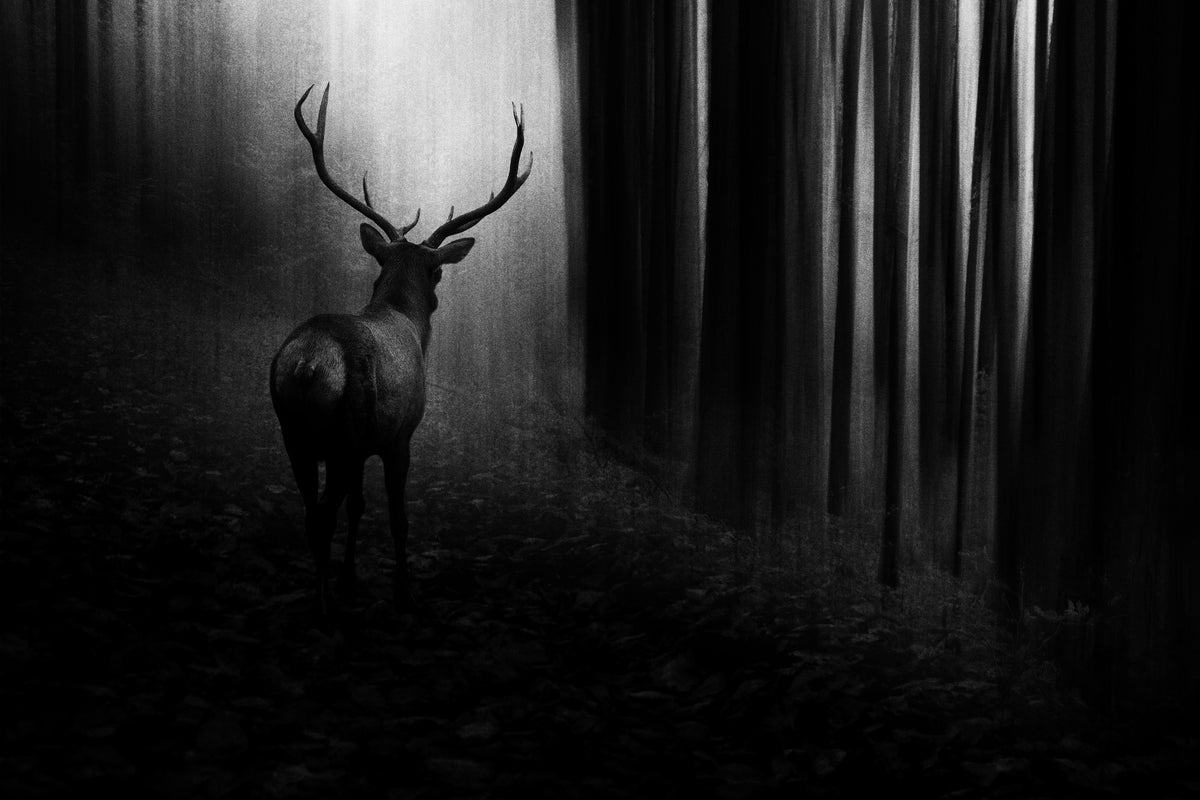 3-piece-aluminium-print-stag