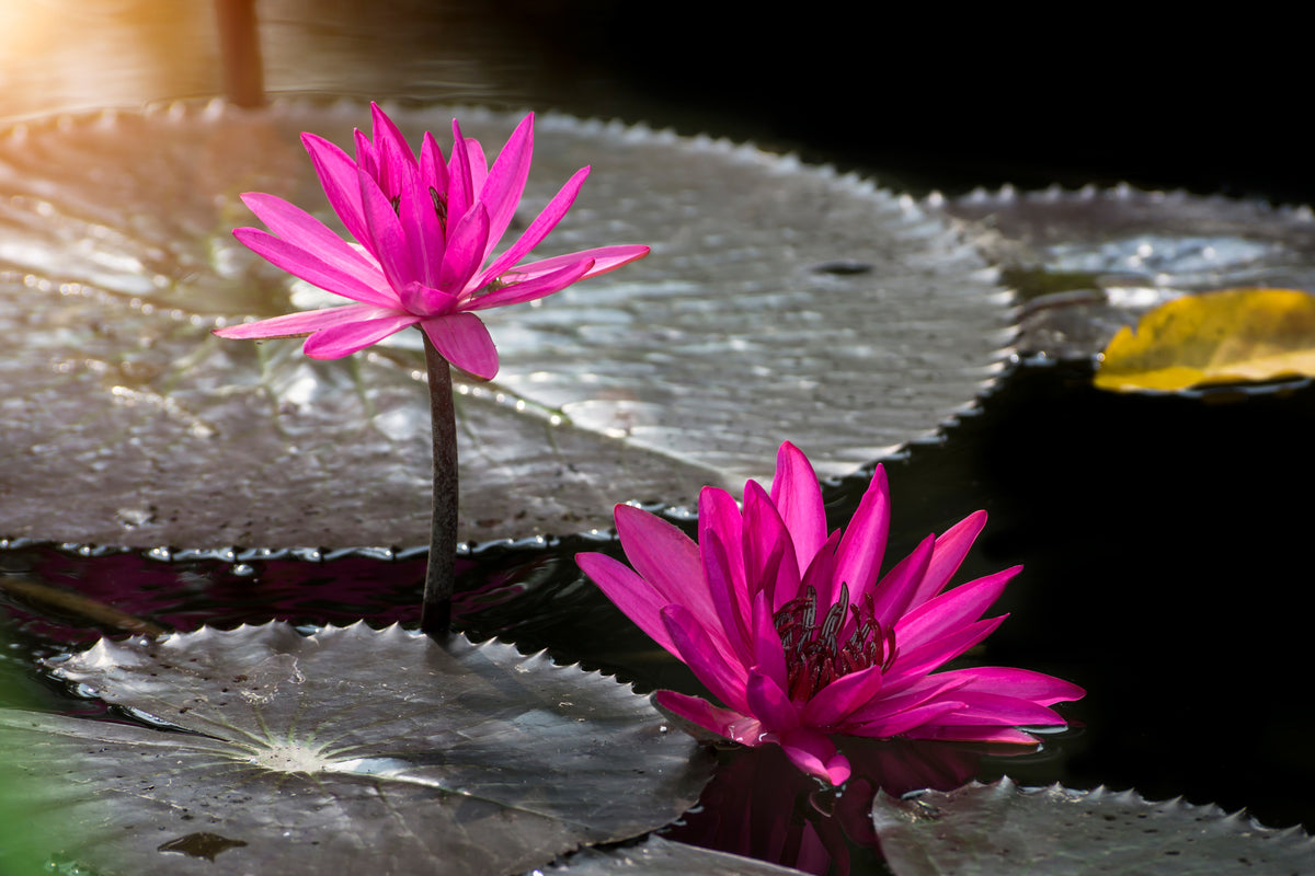 3-piece-aluminium-print-water-lily-in-the-morning-dew
