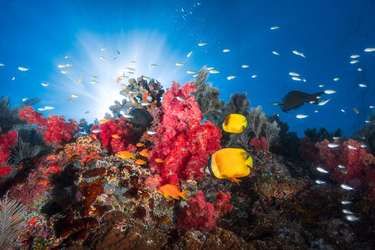 acrylic-print-reef-life