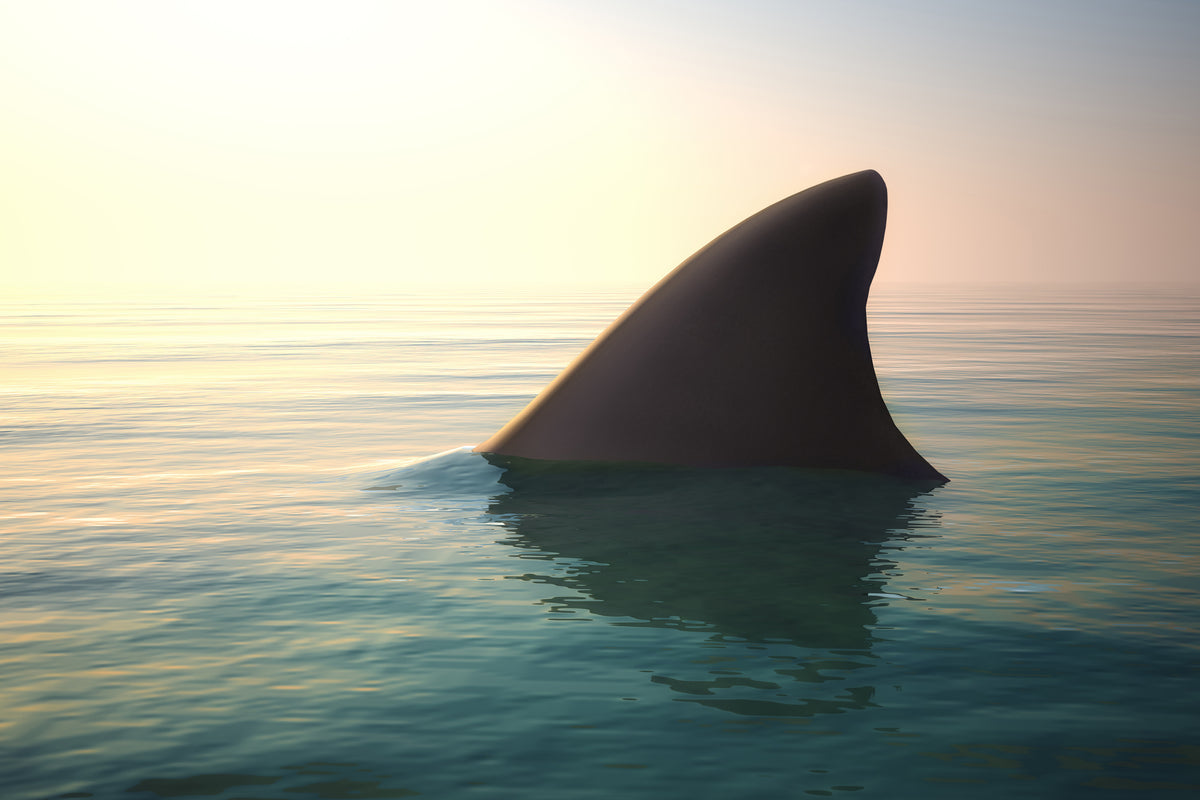 modern-3-piece-acrylic-print-shark-fin