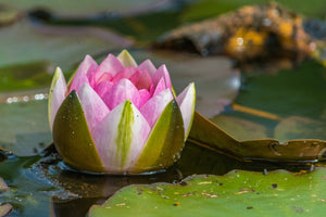 canvas-print-xl-water-lily-in-pink