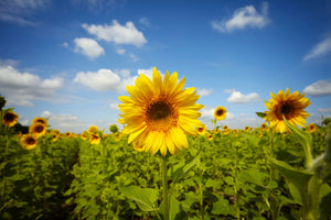 3-piece-aluminium-print-summer-sunflowers