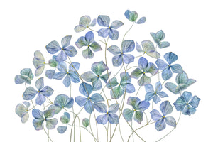 framedposter-print-hydrangea-xmy