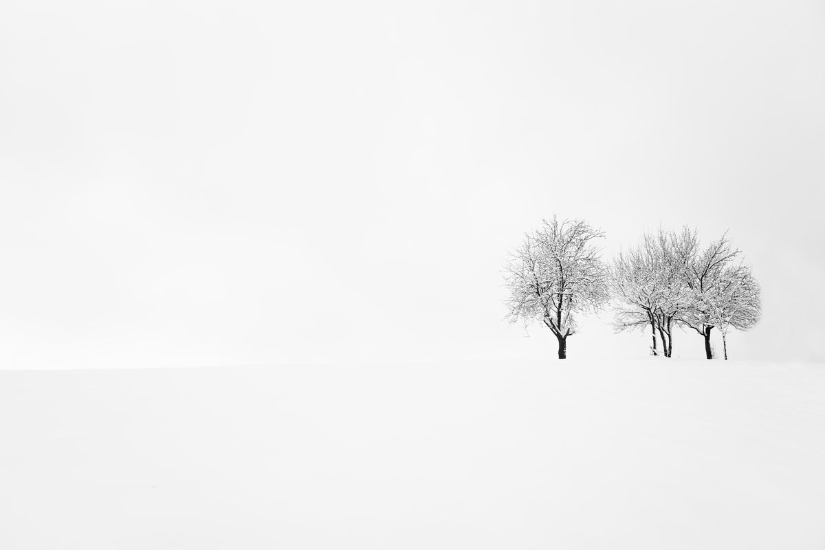 framedposter-print-tree-and-silence-x