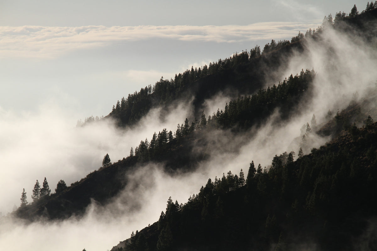 modern-3-piece-acrylic-print-fog-in-the-woods