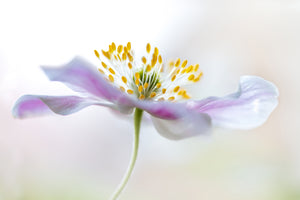 3-piece-canvas-print-wood-anemone