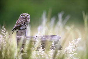 framedcanvas-print-little-owl-x