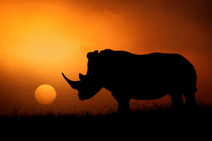 canvas-print-rhino-sunrise