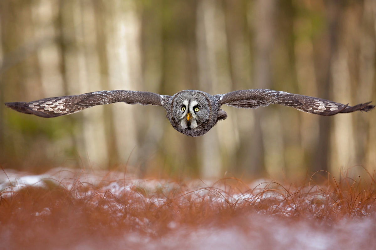 framedcanvas-print-great-grey-owl