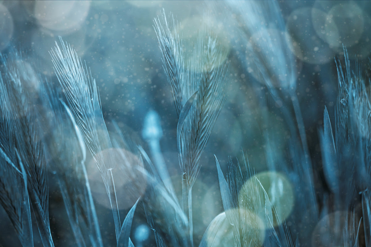 poster-print-fantastic-nature-x
