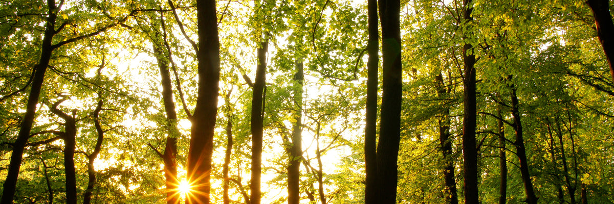 panoramic-3-piece-canvas-print-sunset-between-trees-panorama