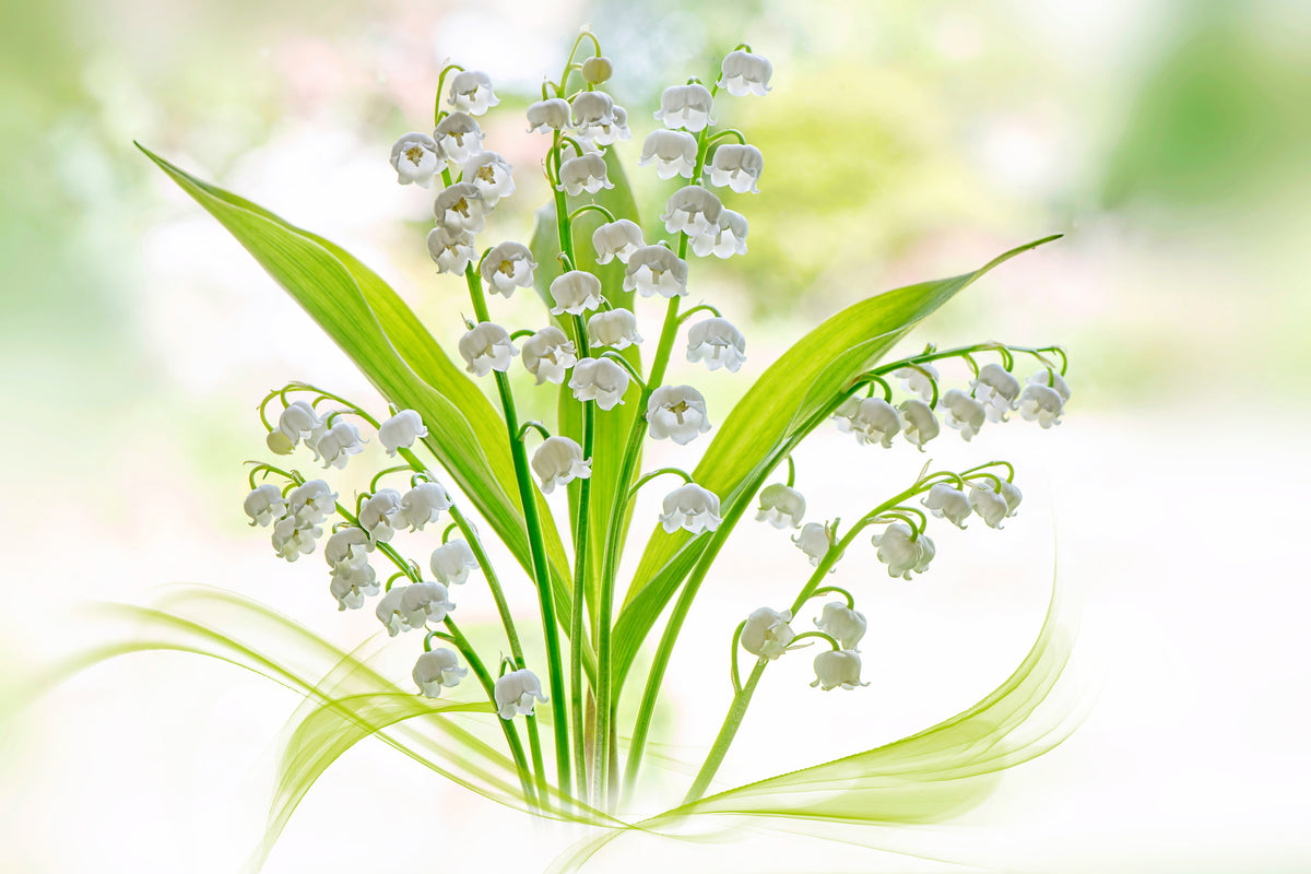 framedcanvas-print-lily-of-the-valley-ii