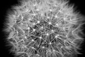framedposter-print-dandelion-in-xxl