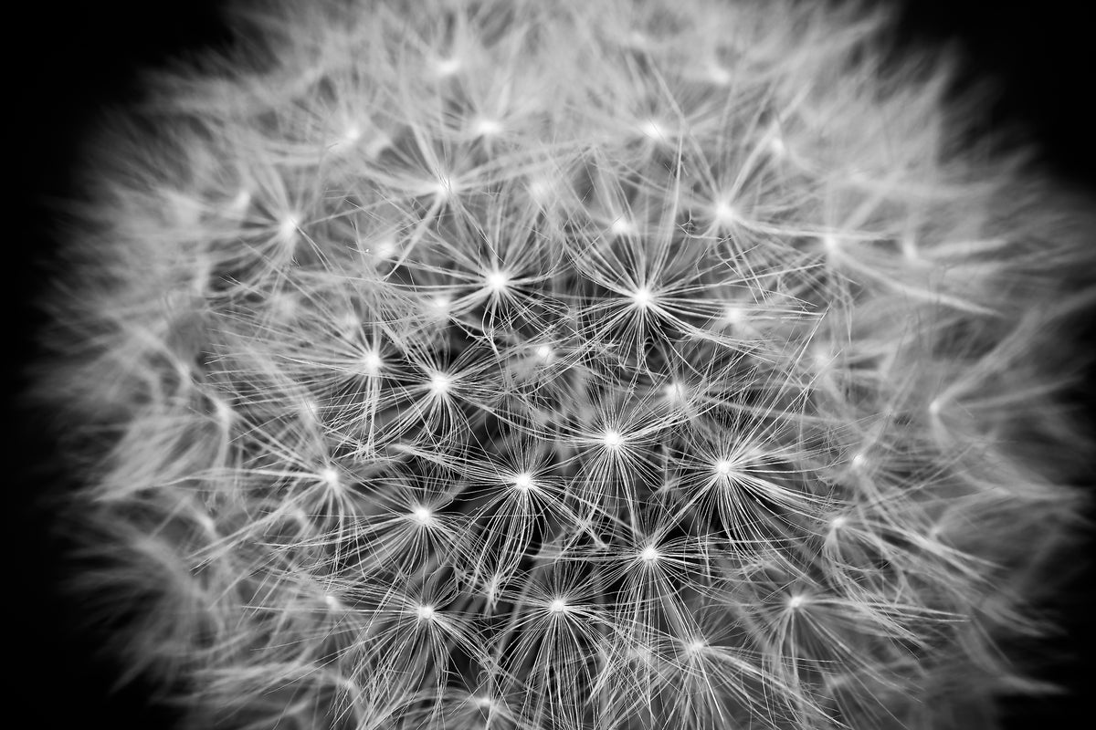 framedposter-print-dandelion-in-xxl