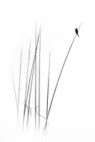 acrylic-print-a-sabbatical-x