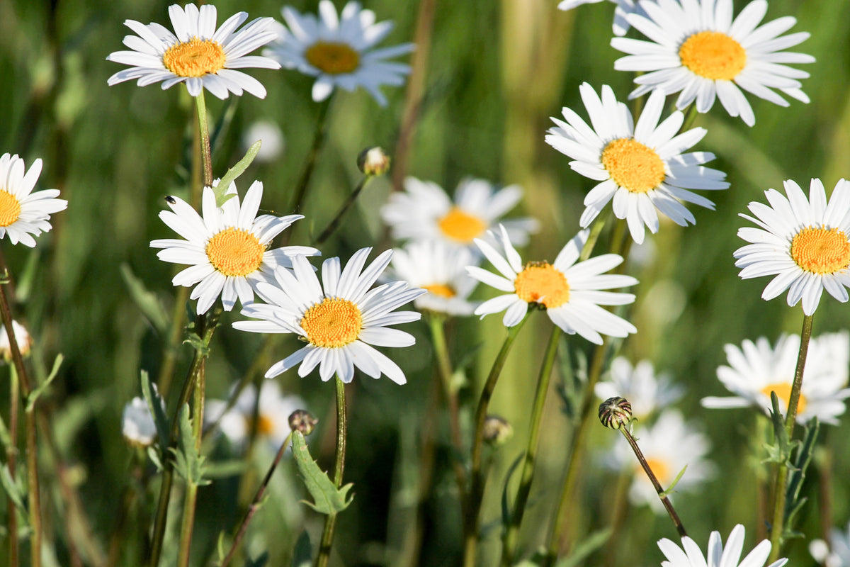3-piece-canvas-print-xl-daisies