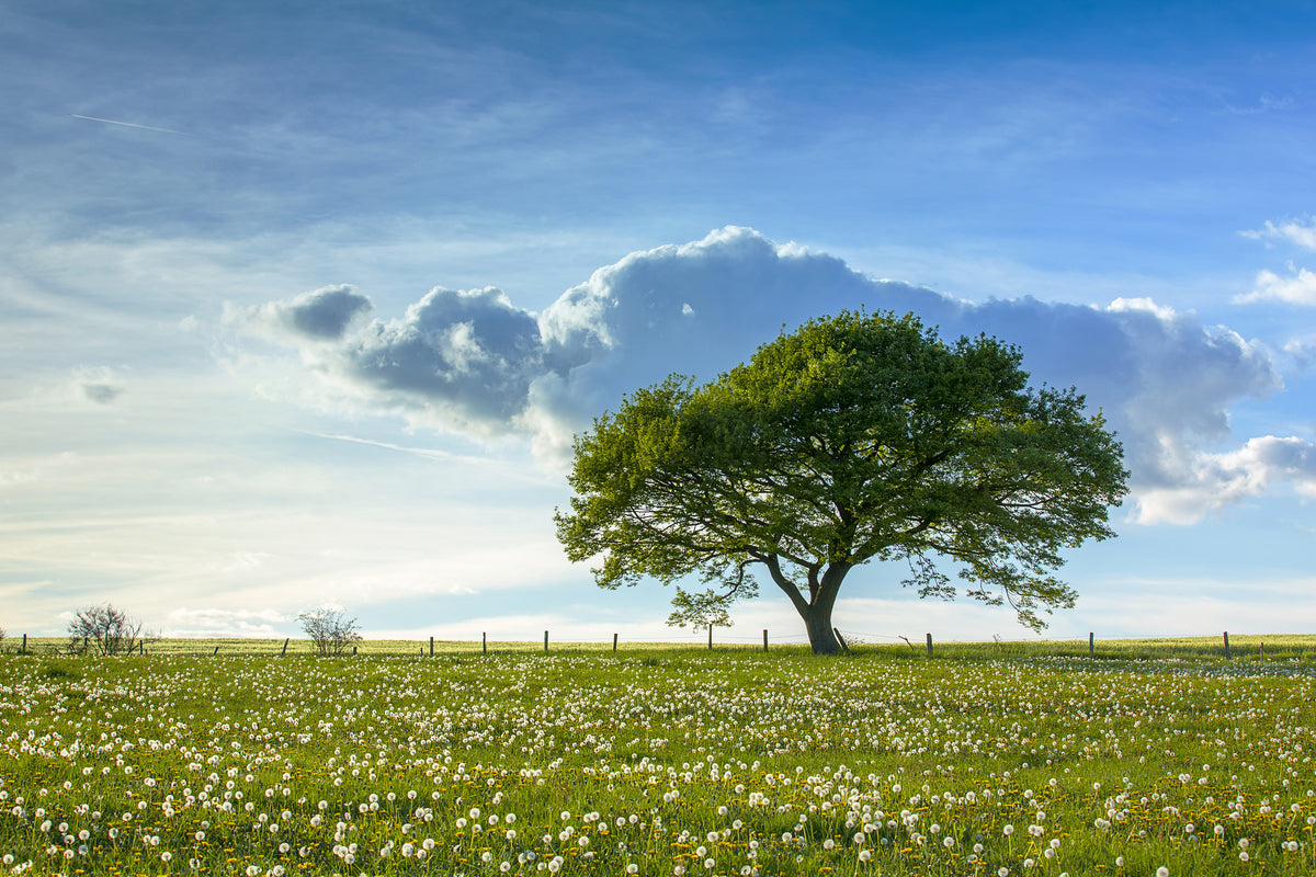 modern-3-piece-acrylic-print-spring-tree