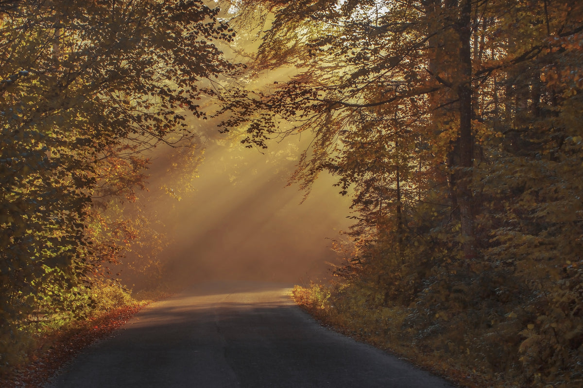modern-3-piece-aluminium-print-sunbeams-in-the-forest