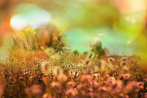 aluminium-print-flower-meadow-at-twilight
