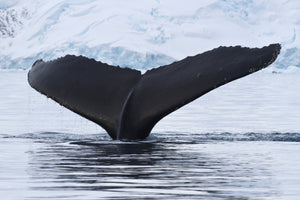 3-piece-aluminium-print-the-humpback-whale
