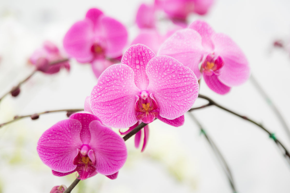 modern-3-piece-acrylic-print-the-symbol-of-orchid