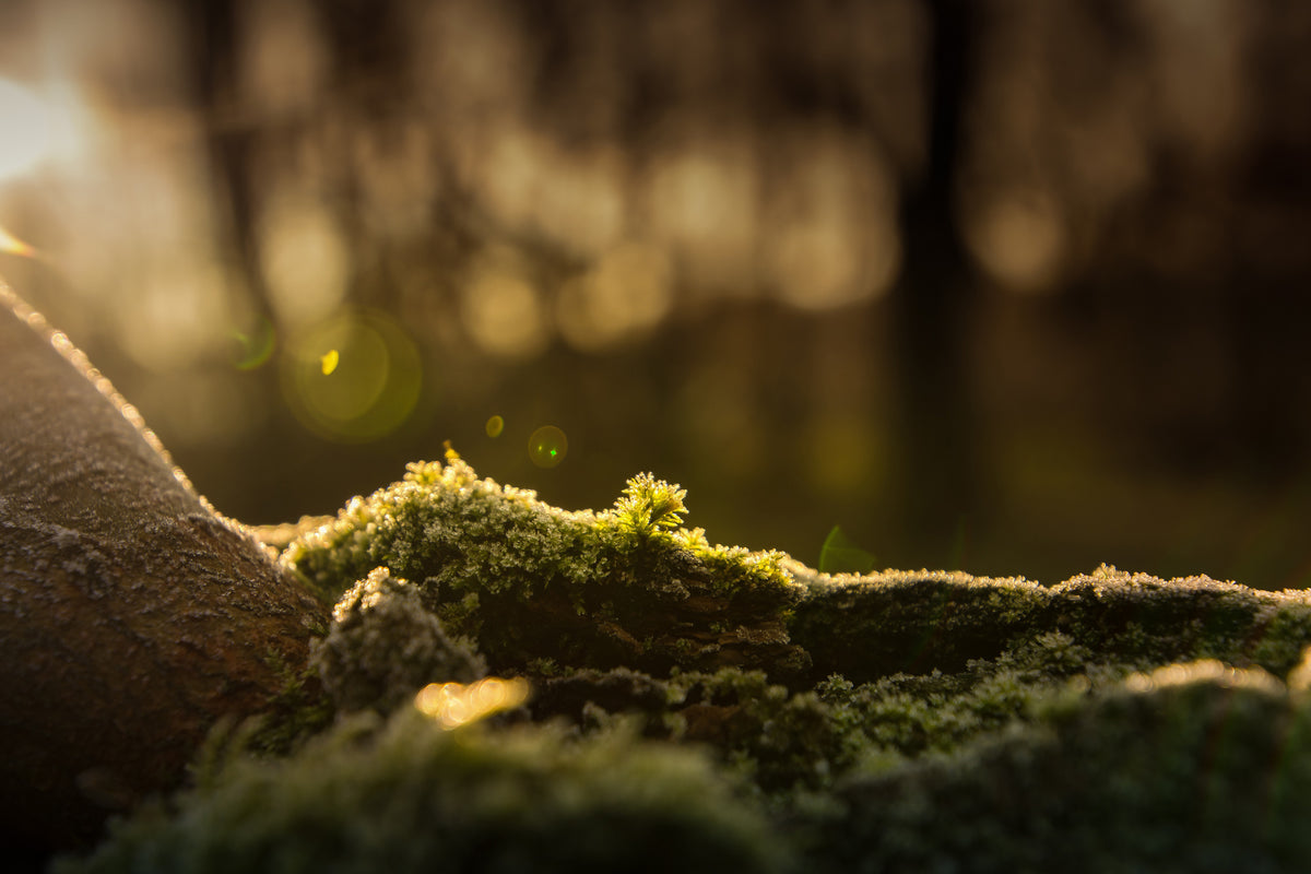 aluminium-print-the-moss