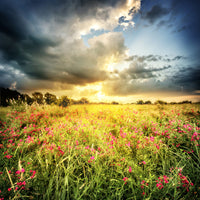 poster-print-flowers-landscape