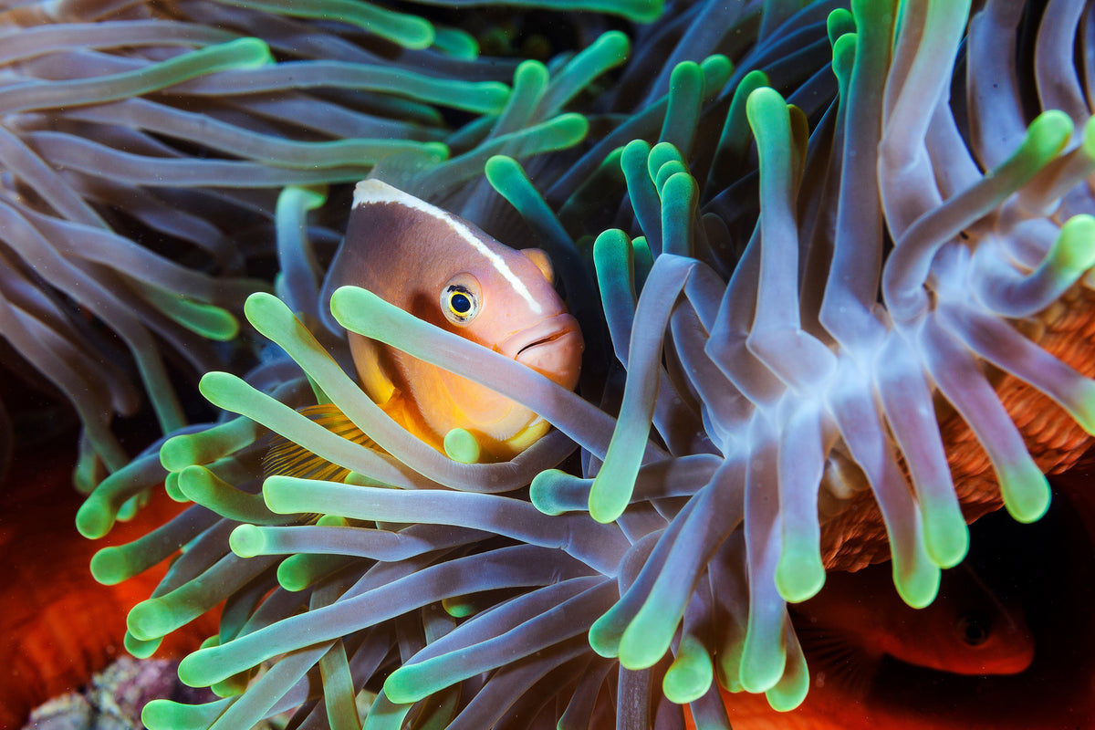 acrylic-print-clownfish