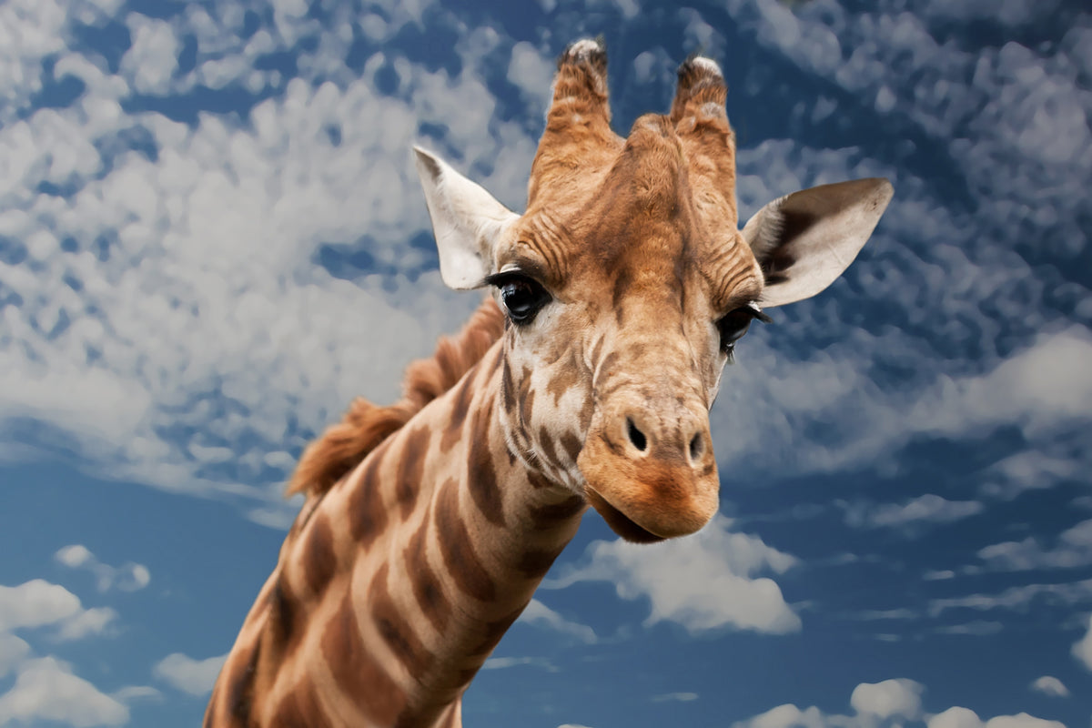 framedcanvas-print-attention-giraffe