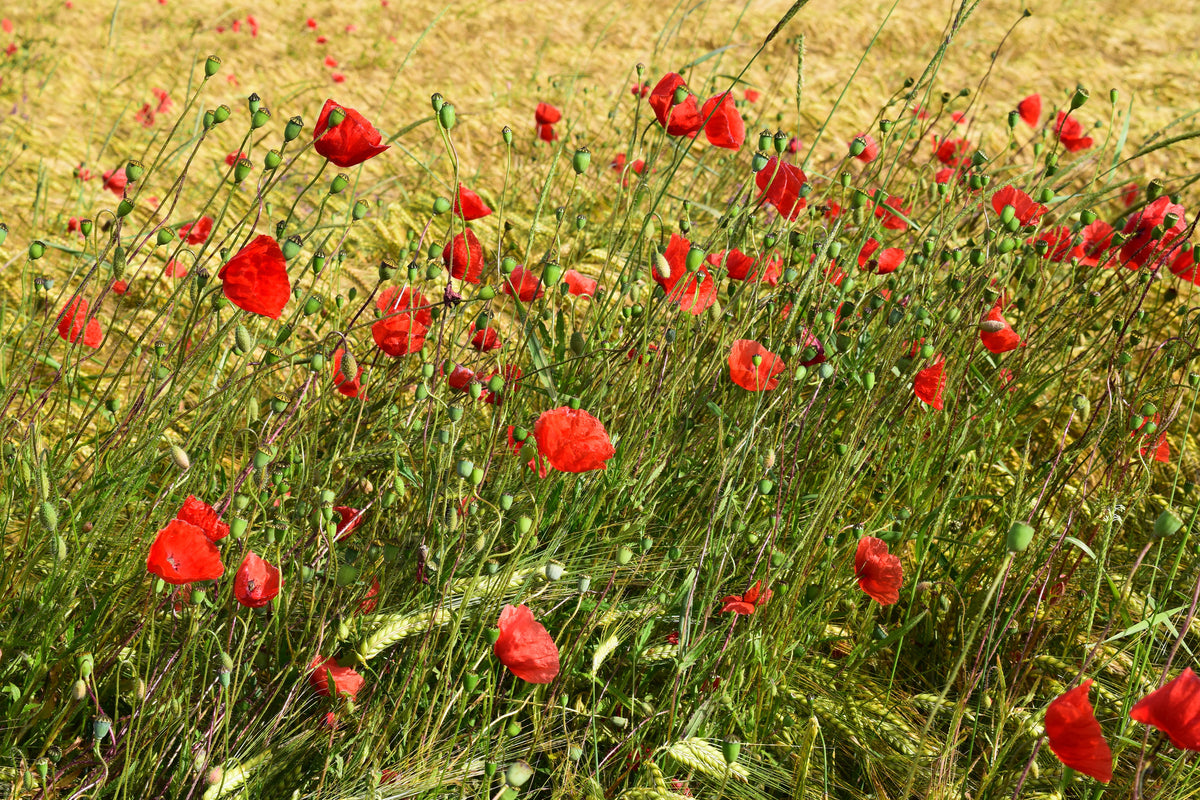 acrylic-print-the-poppy-in-the-wind