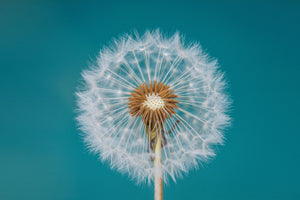3-piece-aluminium-print-dandelion-a