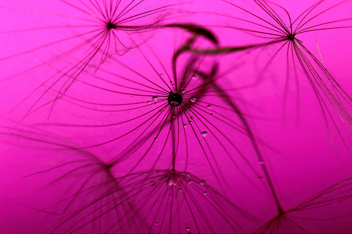 aluminium-print-dandelion-in-pink