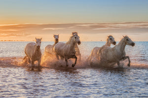 aluminium-print-camargue-horses-ii-x
