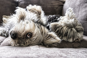 acrylic-print-2-cute-dogs