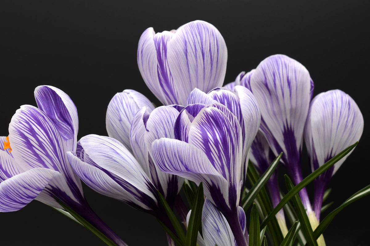 modern-3-piece-aluminium-print-the-crocus