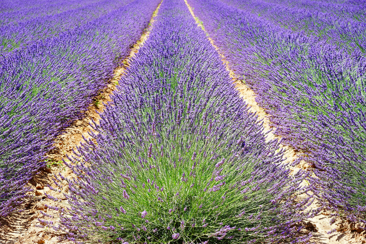 aluminium-print-the-lavender-field