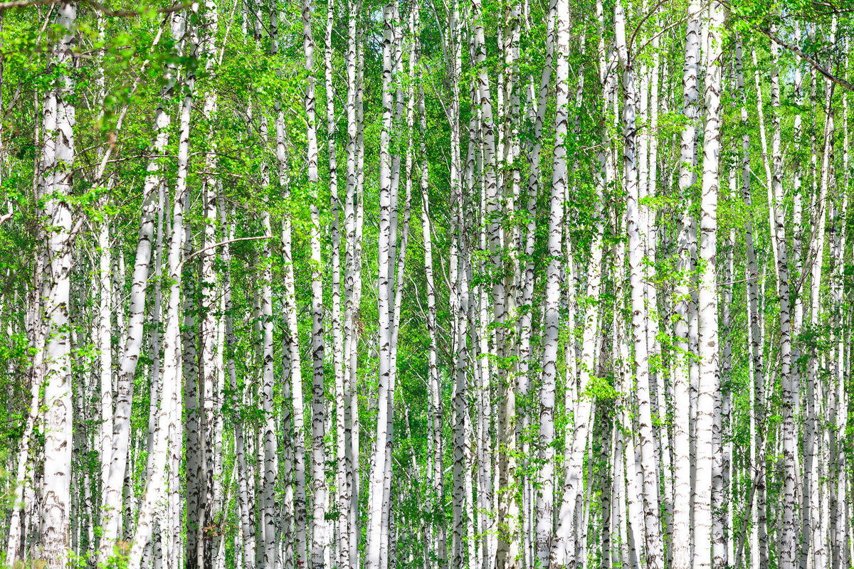 framedposter-print-the-birch-forest
