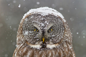 3-piece-aluminium-print-great-grey-owl-winter-portrait