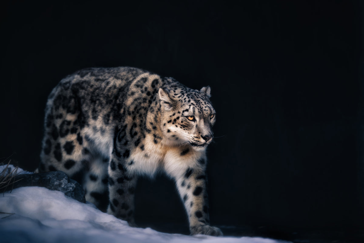 aluminium-print-snow-leopard-x