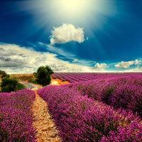 4-piece-acrylic-print-the-lavender-valley