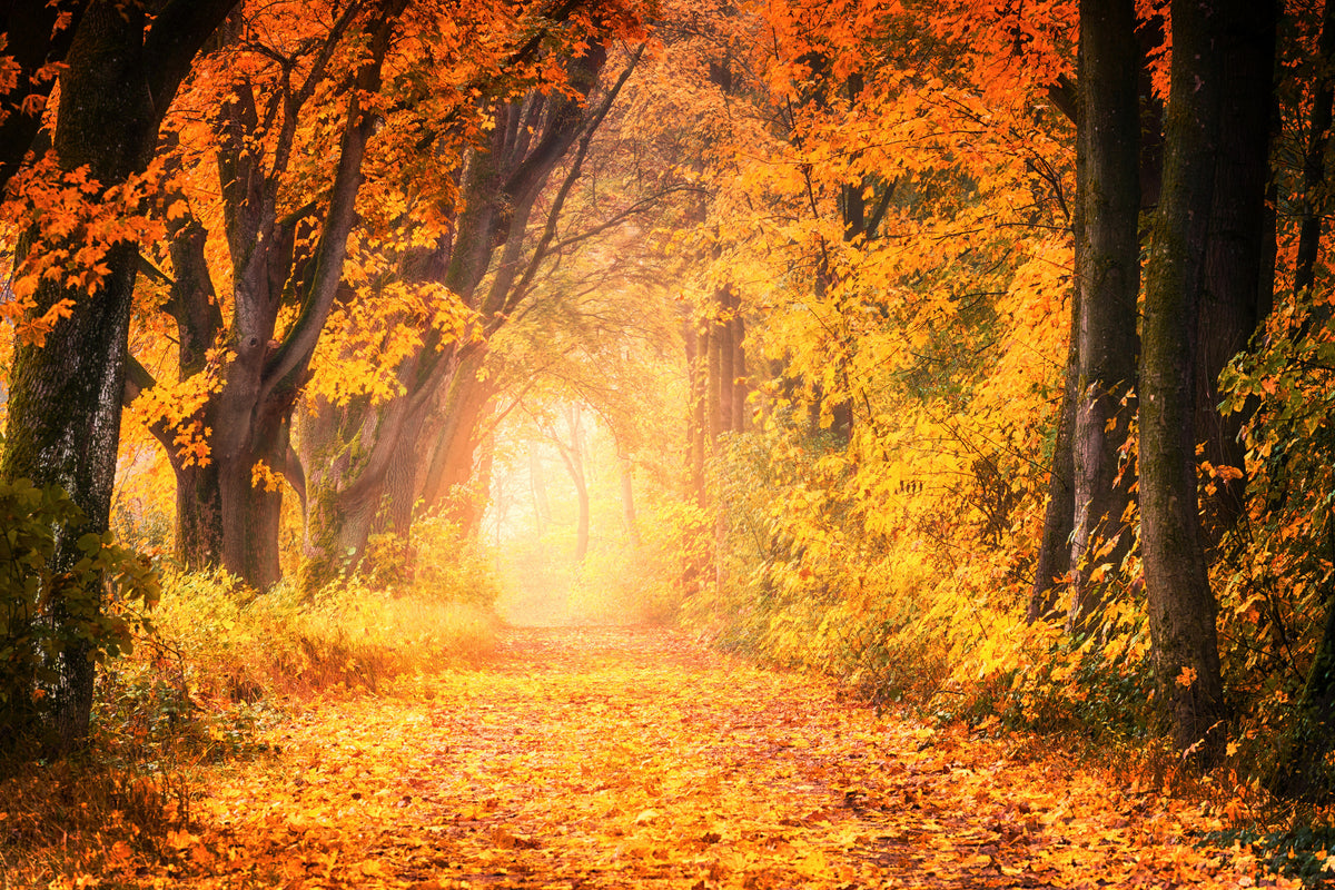 aluminium-print-colors-magnificent-forest
