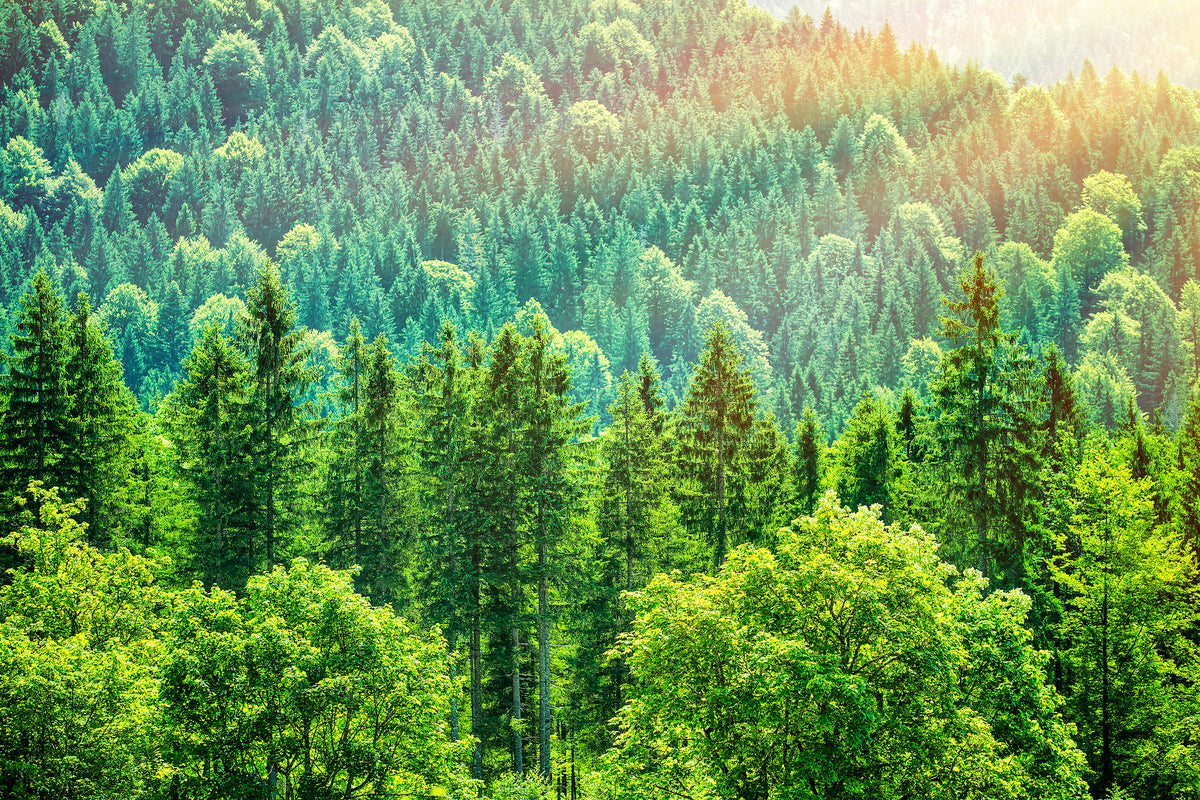 modern-3-piece-aluminium-print-the-forest-hill
