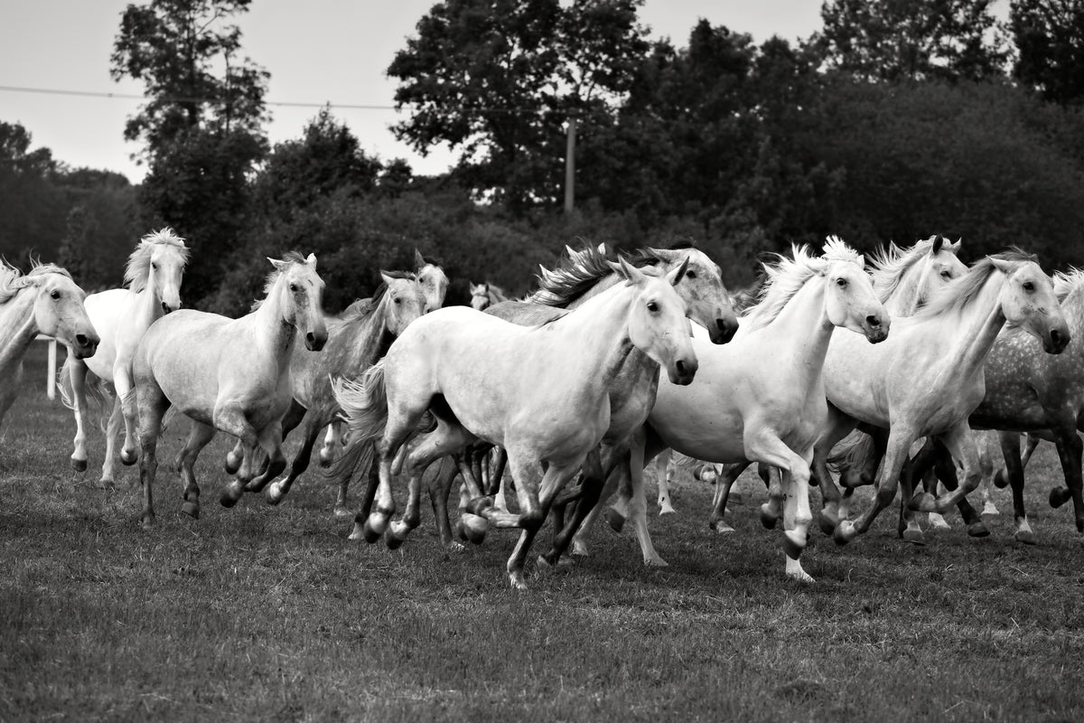 canvas-print-the-mustang-herd
